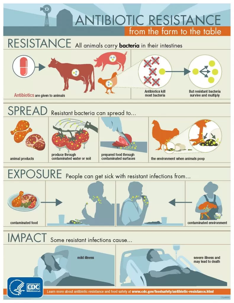 resistenza antibiotica animali